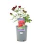 Rose 'Sweet Wishes' Fragrant Pink Floribunda 4 L Pot, thumbnail 4 of 5