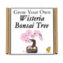 Gardening Gift. Grow Your Own Wisteria Bonsai Tree, thumbnail 5 of 5