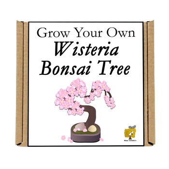 Gardening Gift. Grow Your Own Wisteria Bonsai Tree, 5 of 5