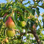 Pear Fruit Trees Three X 10 L Pots, thumbnail 4 of 8