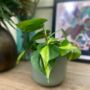 Philodendron Brasil Bright And Easy House Plant, thumbnail 4 of 12