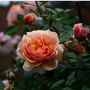 Rose 'Sweet Dreams' One X Plant In A Five Litre Pot, thumbnail 5 of 5