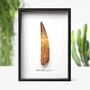 Xxl Spinosaurus Tooth Box Frame Real Authentic Jurassic Dinosaur Fossil Museum Quality Natural History Interior Design Home Decor Gift Ornament, thumbnail 1 of 5