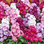 Grow Your Own Multicoloured Bedding Flowers Gift, thumbnail 5 of 8