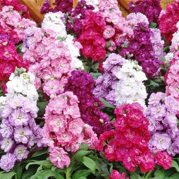 Grow Your Own Multicoloured Bedding Flowers Gift, 5 of 8