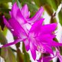 Christmas Cactus 'Purple Dancer' One X 13cm Pot, thumbnail 11 of 11