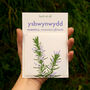 Welsh Rhosmari Seeds: Rosemary / Rosmarinus Officinalis, thumbnail 1 of 5