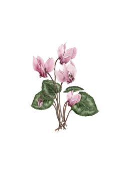 Cyclamen Botanical Art Print, 2 of 2