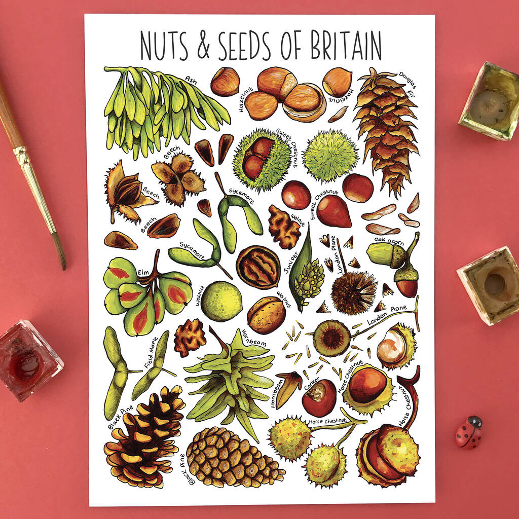 Nuts And Seeds Of Britain Postcard By Alexia Claire