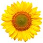 Sunflower Sunrich Orange, Full Plants In 9cm Pots, thumbnail 5 of 5