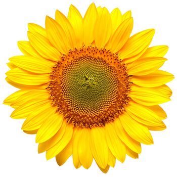 Sunflower Sunrich Orange, Full Plants In 9cm Pots, 5 of 5