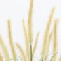 Potted Grass With Cattail Seed Heads, thumbnail 4 of 5