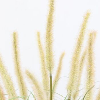 Potted Grass With Cattail Seed Heads, 4 of 5