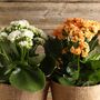 Flowers Kalanchoe 'Mixed' Four X Plants In 9cm Pots, thumbnail 2 of 6