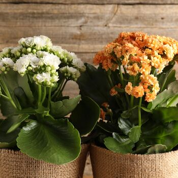 Flowers Kalanchoe 'Mixed' Four X Plants In 9cm Pots, 2 of 6