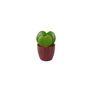 Duo Hoya Heart Plant – Easy Care 6cm Succulent Gift, thumbnail 4 of 8