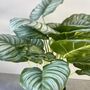 Artificial Calathea Plant In Black Pot, thumbnail 5 of 6