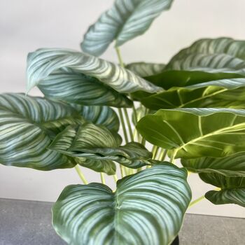Artificial Calathea Plant In Black Pot, 5 of 6