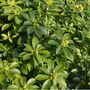 Perennial Daphne Royal Crown One Plant In One L Pot, thumbnail 5 of 5