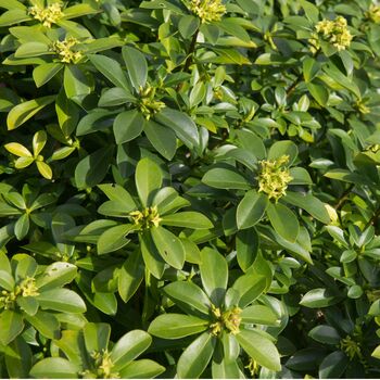 Perennial Daphne Royal Crown One Plant In One L Pot, 5 of 5