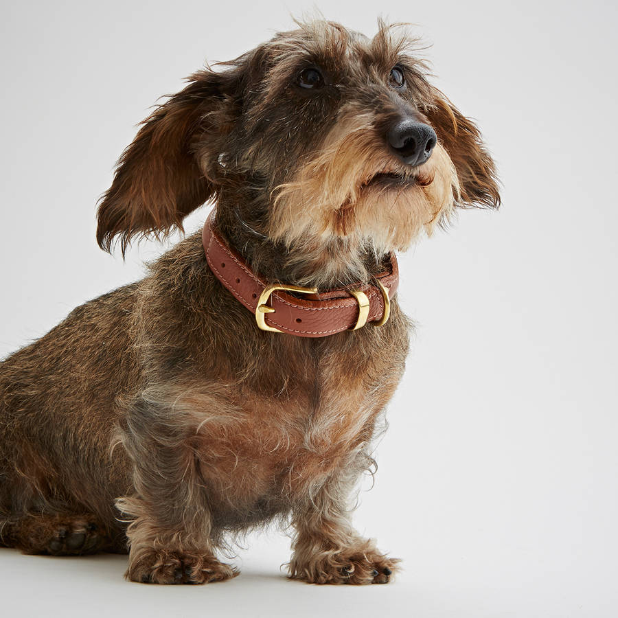 Tan Leather Dog Collar By Bottle Green Homes