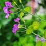 Honesty Plants, Wildflowers, Two X Plants In 9cm Pots, thumbnail 3 of 5