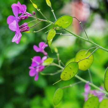 Honesty Plants, Wildflowers, Two X Plants In 9cm Pots, 3 of 5