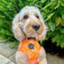 Orange Daisies Dog Harnes, thumbnail 4 of 10