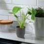 Monstera Swiss Cheese Plant In 12cm Pot, thumbnail 8 of 10