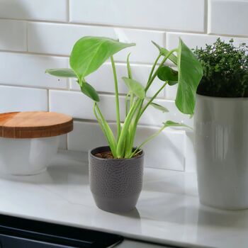 Monstera Swiss Cheese Plant In 12cm Pot, 8 of 10