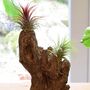 Driftwood And Air Plant Display Home Office Decor, thumbnail 1 of 4