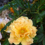 70th Birthday Rose Gift Rose Fabulous At 70, thumbnail 2 of 2