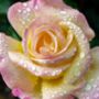 Hybrid Tea Rose 'Peace' One X Bare Rooted Plant, thumbnail 3 of 5