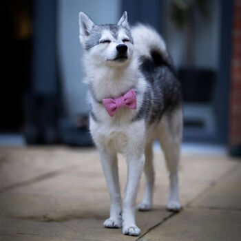 Rosie's Pink Harris Tweed Dog Bow Tie, 2 of 2