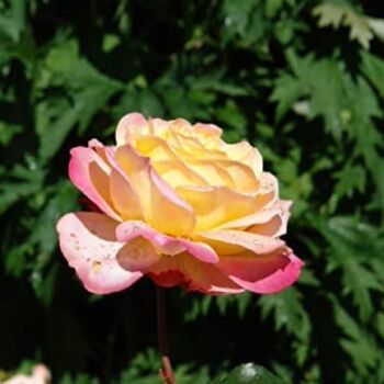 King Charles Iii Coronation Rose Hybrid Tea 'Peace', 5 of 6