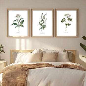 Set Of Six Vintage Botanical Art Prints | A4 Lithograph Style With Latin Names | Wall Art For Home Interiors, 8 of 12