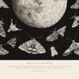Moths And The Moon, thumbnail 2 of 3