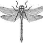 Black And White Insect Illustrations Prints, thumbnail 5 of 6