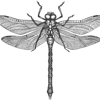 Black And White Insect Illustrations Prints, 5 of 6