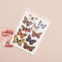 Butterflies And Moths Temporary Tattoo Pack, thumbnail 2 of 7