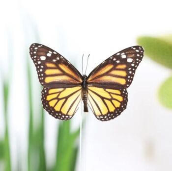 Monarch Moth Butterfly Insect Entomology Taxidermy Bell Jar, 2 of 4