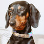 Personalised Cork Dog Collar, thumbnail 1 of 12