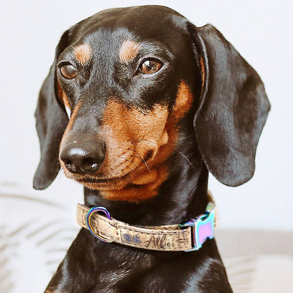 Personalised Cork Dog Collar, 1 of 12