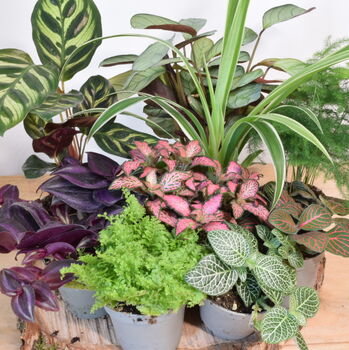 Large Diy Terrarium Kit With Three Plants Plant Gift, 7 of 10