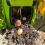 Set Of Four Reusable Potato And Vegetable Grow Bags, thumbnail 11 of 12