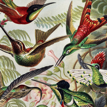 Hummingbird Vintage Style Art Print, 5 of 5