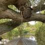 Umbrella Bird Feeder, thumbnail 4 of 6