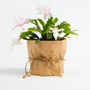 White 'Malissa Dancer' Christmas Cactus 13cm Pot, thumbnail 1 of 6