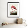 Painting Nature Audubon American Flamingo Art Print, thumbnail 2 of 3