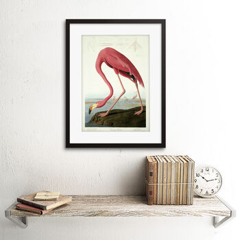 Painting Nature Audubon American Flamingo Art Print, 2 of 3